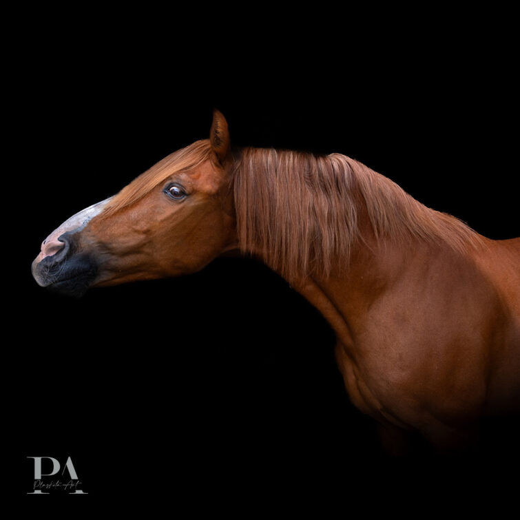 Sesja z końmi Plaskota Art