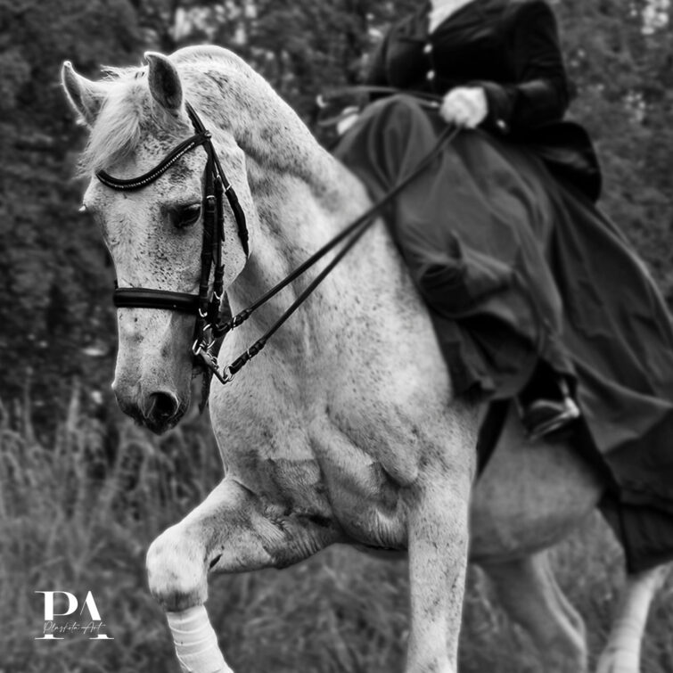 Sesja z końmi Plaskota Art