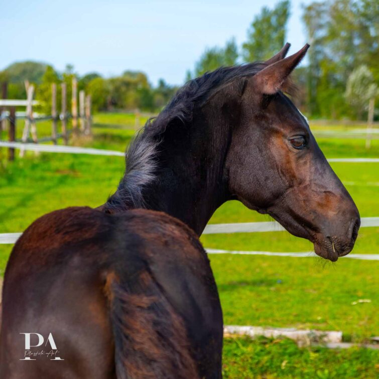 Sesja z końmi Plaskota Art