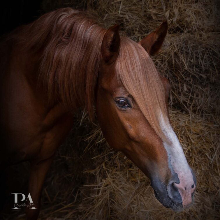 Sesja z końmi Plaskota Art