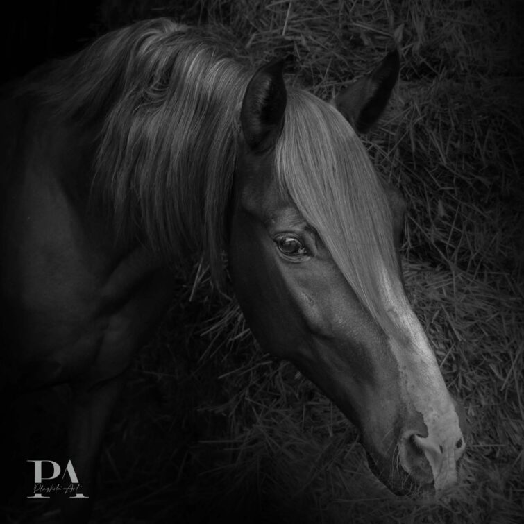 Sesja z końmi Plaskota Art