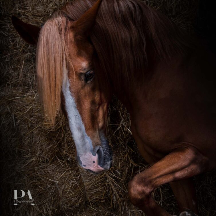 Sesja z końmi Plaskota Art
