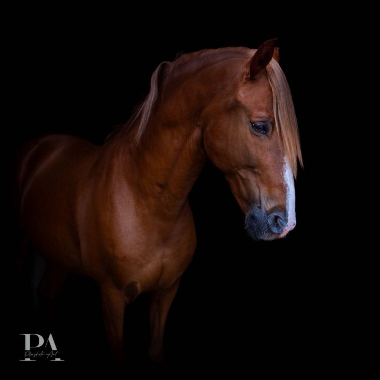 Sesja z końmi Plaskota Art