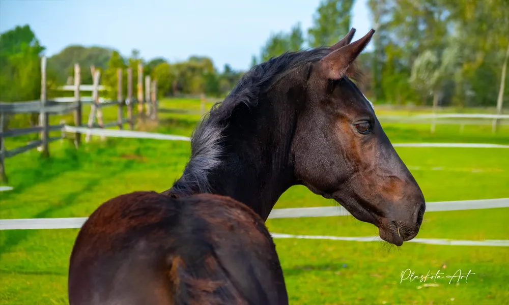 Tajemnice Fotografowania Koni Jak Uchwycić Ich Piękno na Zdjęciach Plaskota Art