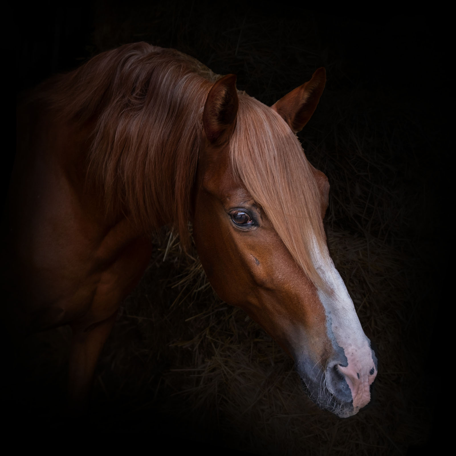 Sesja z końmi Plaskota Art